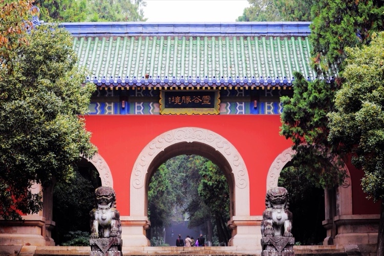 靈谷寺的桂花王